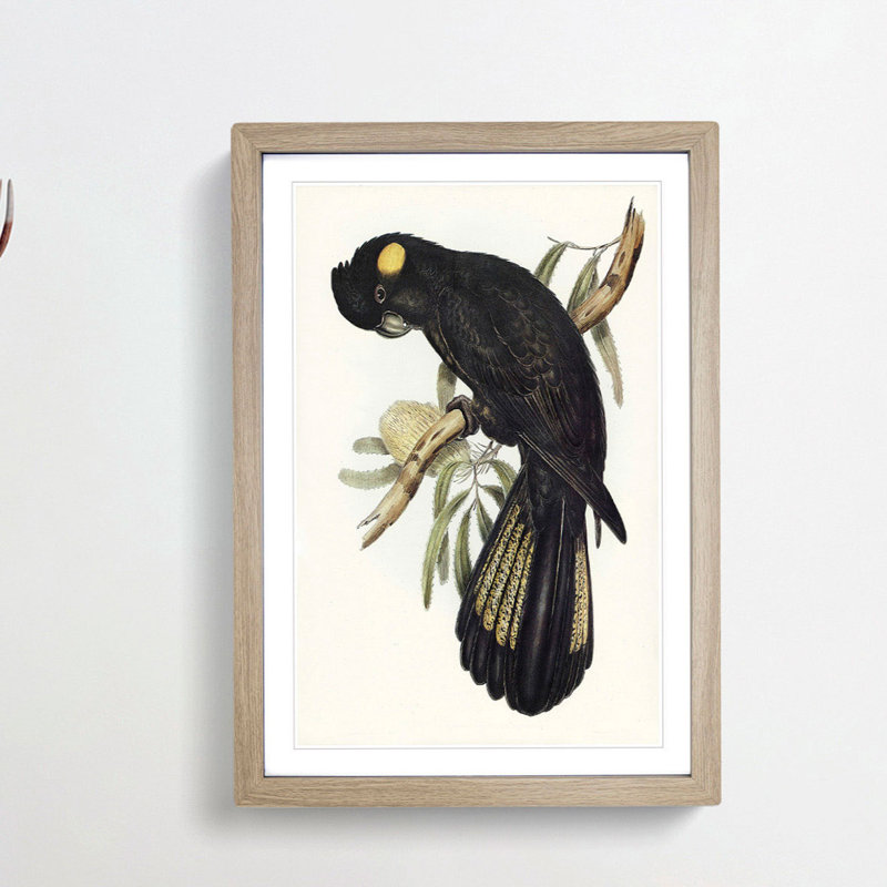 Funereal Cockatoo by Elizabeth Gould - Picture Frame Painting Print, Oak Framed, 48cm H x 36cm W x 2cm D