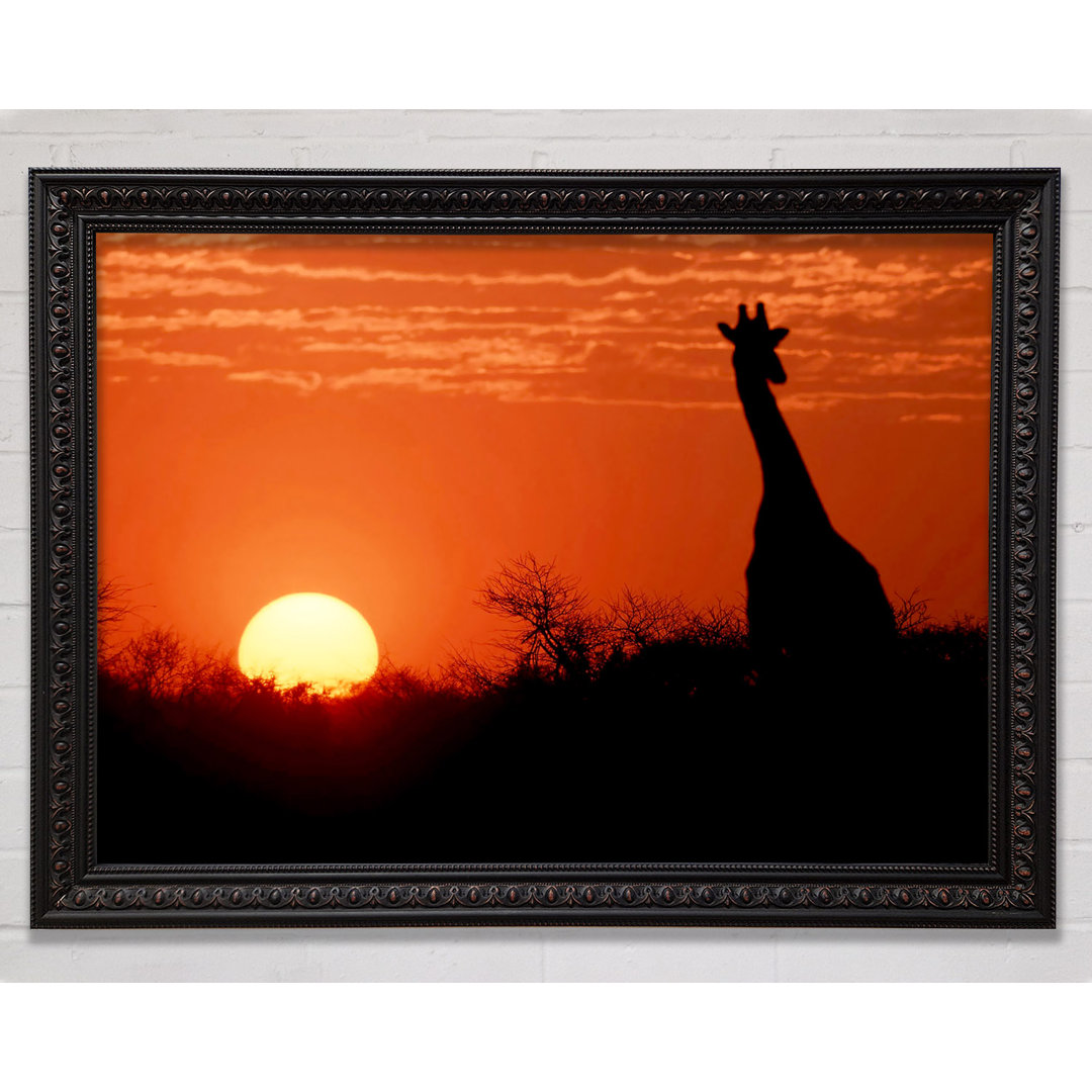 Afrikanische Giraffe im Sonnenuntergang - Einzelner Bilderrahmen Kunstdrucke