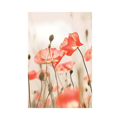 Poppy Flowers Peach by Monika Strigel - Print on Canvas