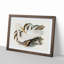Australian Egret by Elizabeth Gould - Single Picture Frame Painting-55456812-55456813