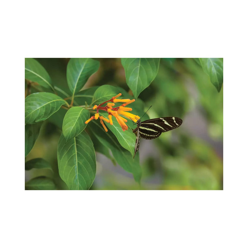 Close-Up Of Zebra Longwing (Heliconius Charithonia) Butterfly Pollinating Flowers, Florida, USA - Wrapped Canvas Print