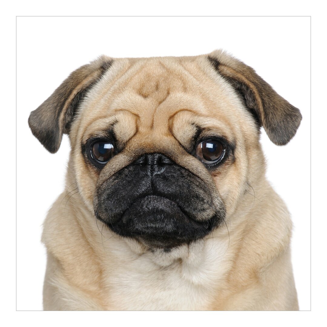 Tapete Pug Portrait