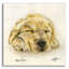  «Sleeping Pup» par Anika Goodhue, art mural en verre acrylique, 36 po x 36 po-1331452066