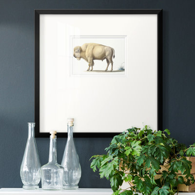 " White Buffalo "