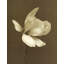 Fleur de magnolia blanc-925955013