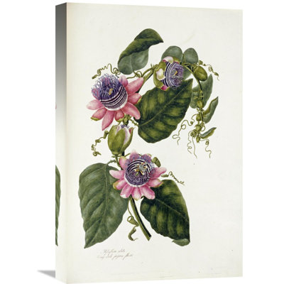 " Passion Flowers " by Mary Lawrence