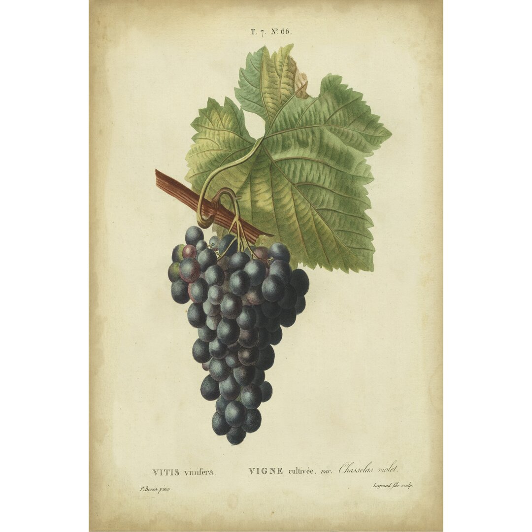 Leinwandbild Antique Bessa Grapes I von Bessa