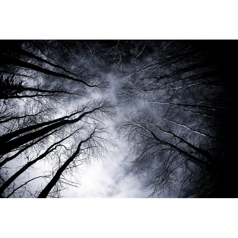 Spooky Forest In Winter by Mollypix - Wrapped Canvas Print, 30cm H x 46cm W x 3.8cm D