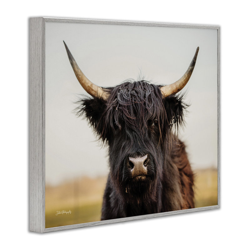 Black Highland Cow par Dakota Diener, H 11 po x l 14 po x P 1,5 po, Estampe numérique Farmhouse