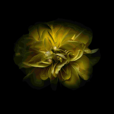 Jaune camélia - peinture sur toile tendue