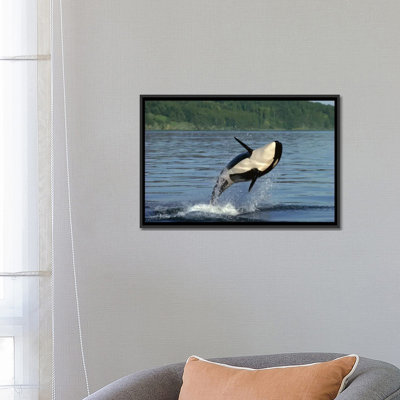 " Orca Breaching, Inside Passage, Alaska " by Gerry Ellis