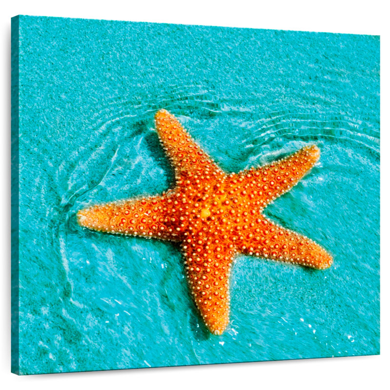 Brampt Submerged Starfish, 16" H x 16" W