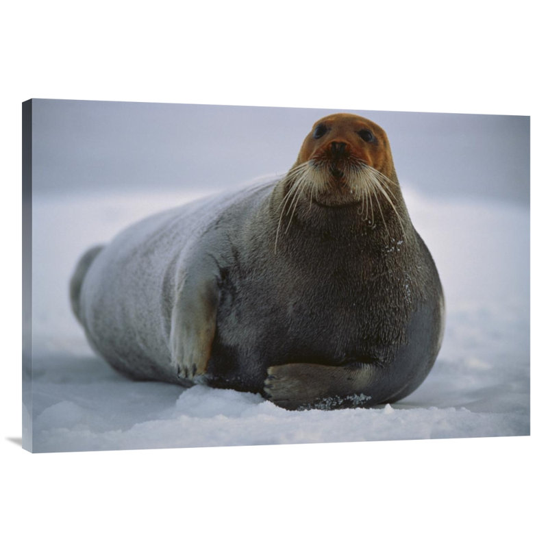" Bearded Seal Dyed Red From Foraging In Iron-Rich Mud, Svalbard, Arctic Norway ", 24" H x 36" W, Black Framed