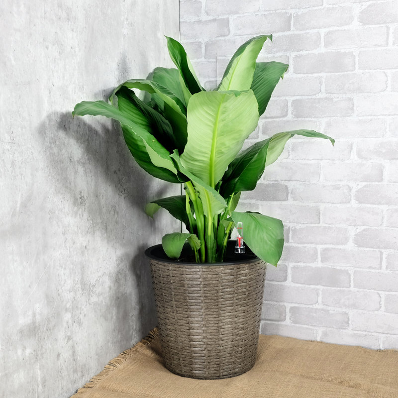 2 pots à fleurs auto-arrosants - rond gris pour jardinière cour intérieure
