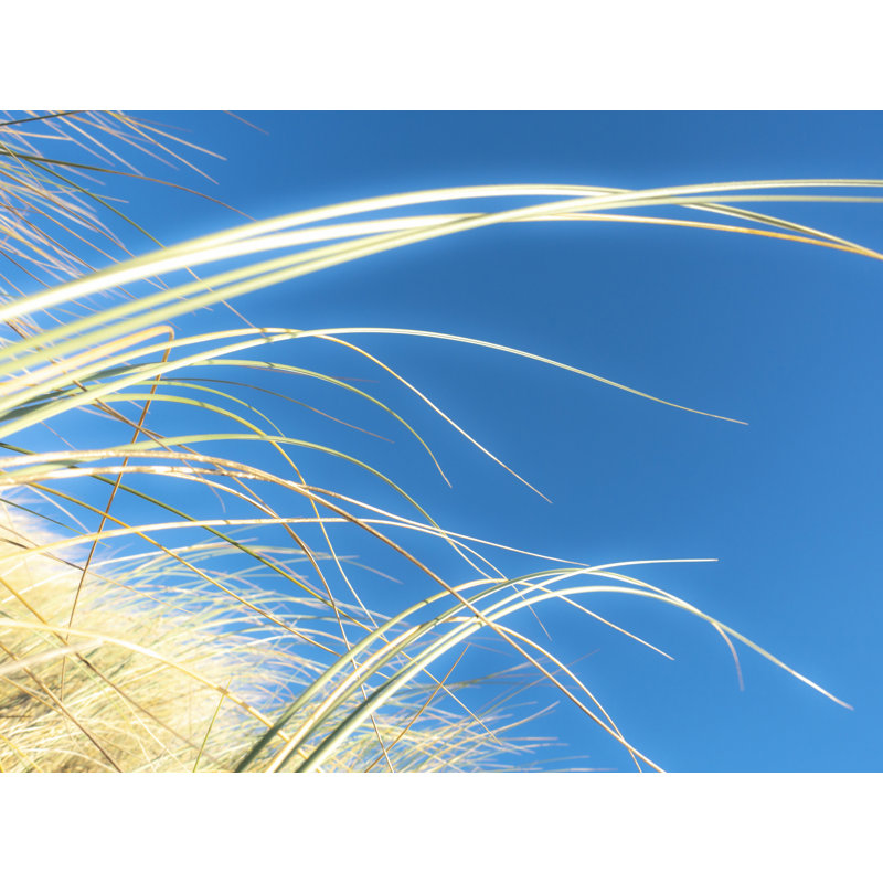 Dune Grasses Print by Petra Trimmel, 24" H x 32" W , Wrapped Canvas