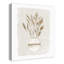 Pampas Leaves Jug Striped Canvas Print-346763328