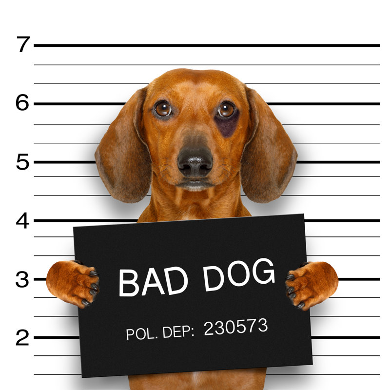 «Dachshund Police Mugshot» par Damedeeso - photographie sur toile tendue, L 36 po x H 36 po