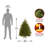 Dunhill Fir Tree-101688607