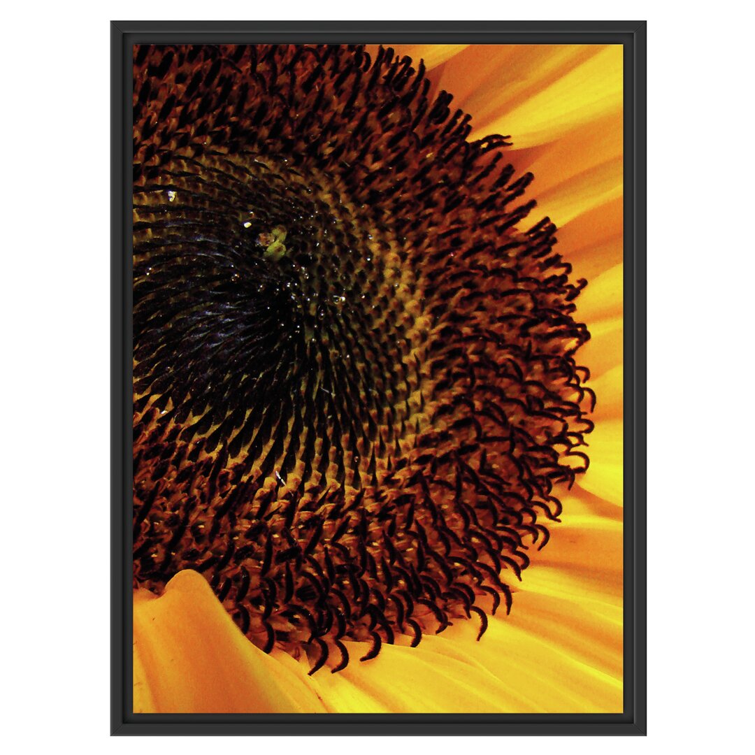 Gerahmtes Wandbild große Sonnenblume