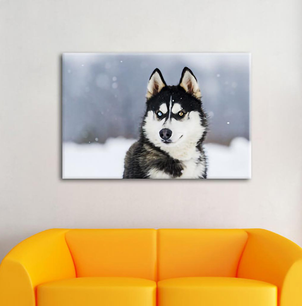 Leinwandbild Husky mit verschiedenen Augenfarben