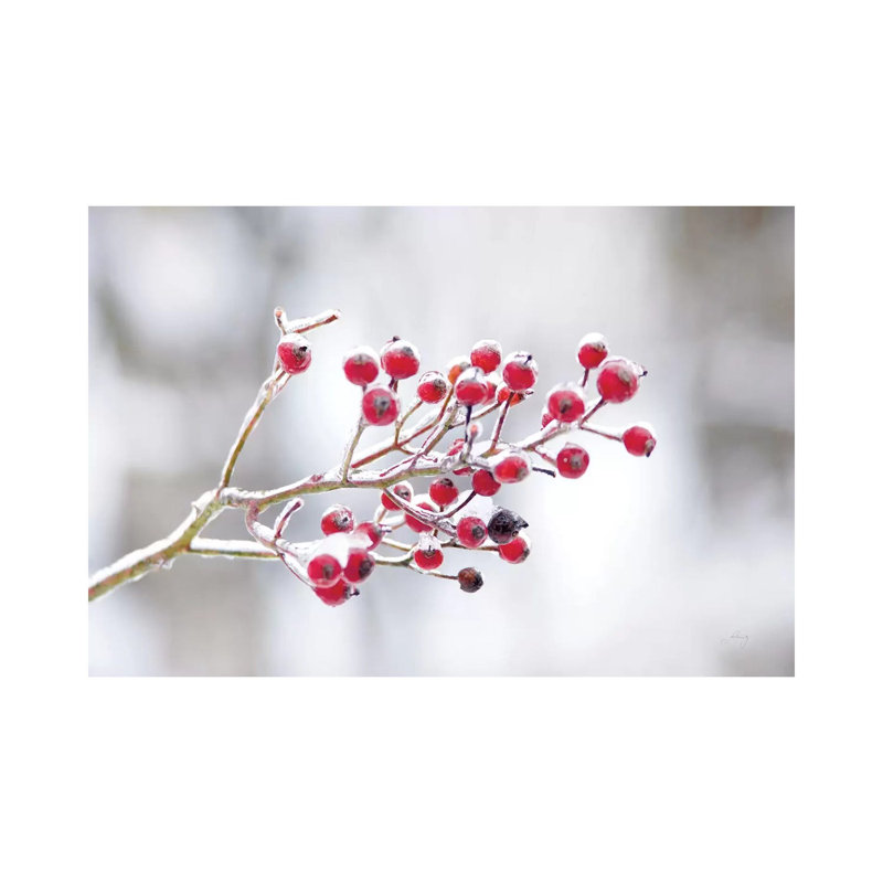 «Winter Berries I» par Felicity Bradley - reproduction de photo sur toile tendue, H 26 po x l 40 po x 1,5 po