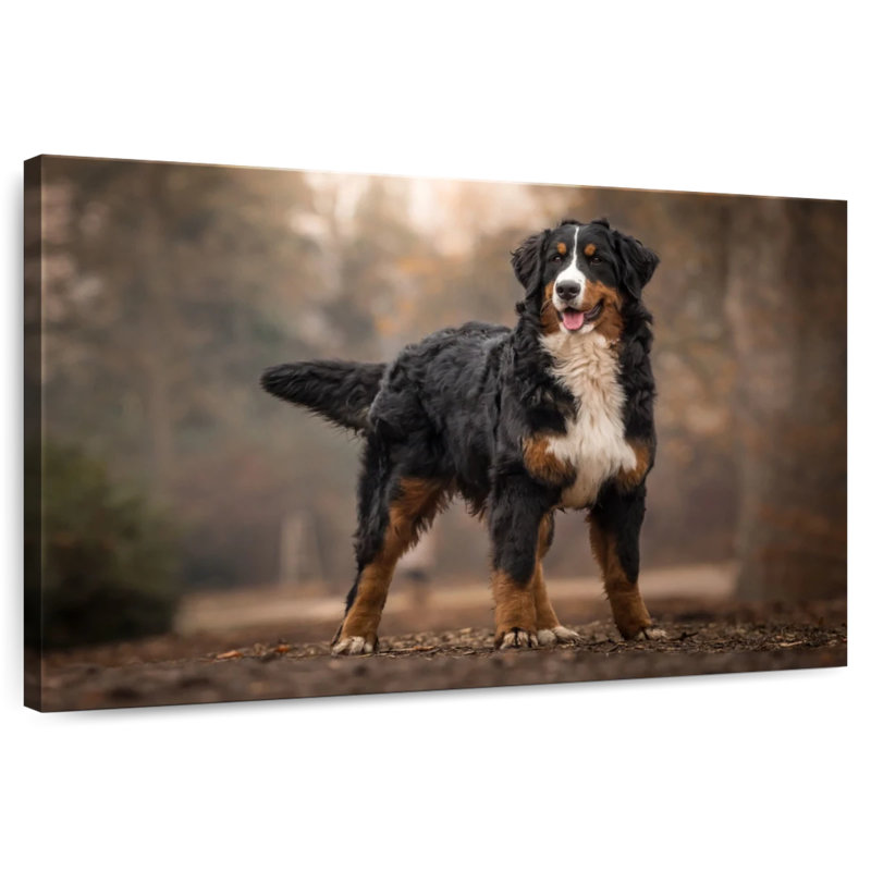 Brampt Bernese Mountain Dog, 8" H x 12" W