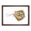 Common Stingray by Edward Donovan - Picture Frame Painting Print-55621067-55621068