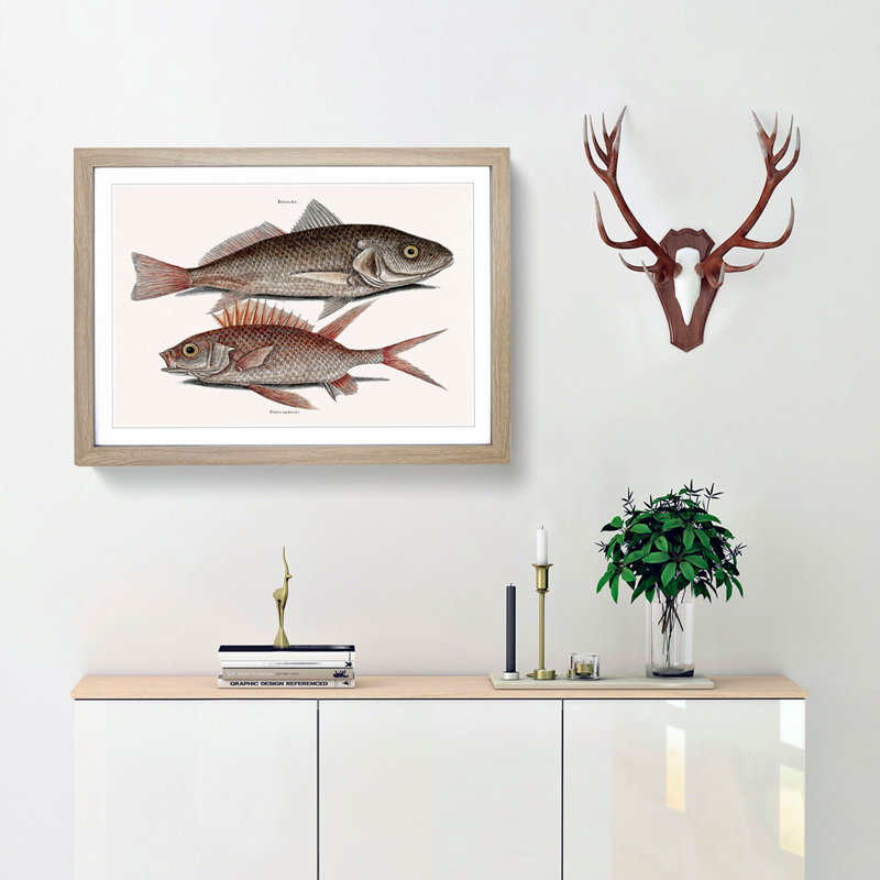 Croaker Fish & Squirrelfish by Mark Catesby - Picture Frame Painting Print, 62cm H x 87cm W x 2cm D, Oak Framed