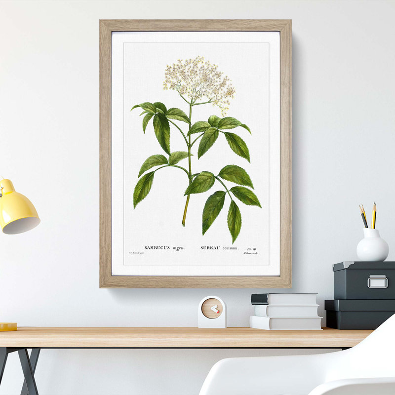 Elderflower Tree by Pierre-Joseph Redoute - Picture Frame Painting Print on MDF, Oak Framed, 48cm H x 36cm W x 2cm D