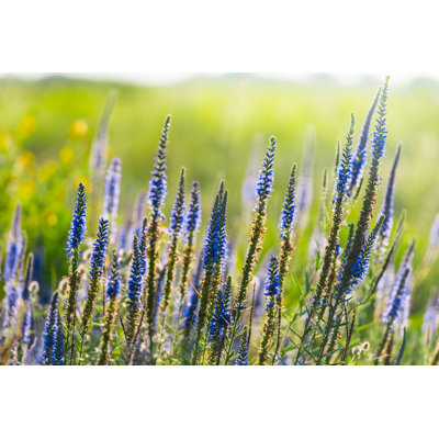 Violet Prairie Flowers - Wrapped Canvas Print