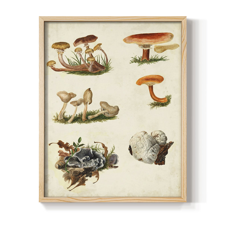 Reproduction encadrée «Mushroom Species X» - bois massif, H 30 po x l 24 po