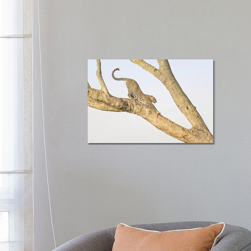 Africa, Kenya, Maasai Mara National Reserve. Leopard Stretching In Tree by Jaynes Gallery - Wrapped Canvas Print