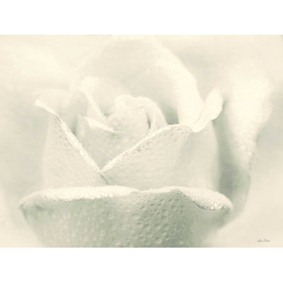 Rose blanche - reproduction sur toile tendue