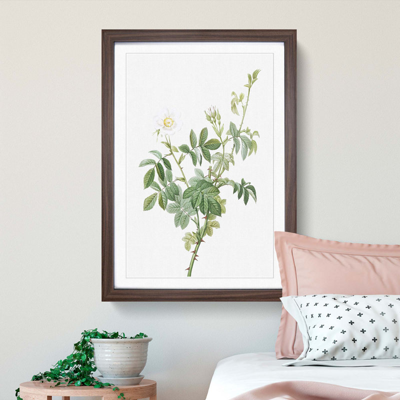 White Downy Rose by Pierre-Joseph Redoute - Picture Frame Art Prints, 48cm H x 36cm W x 2cm D, Walnut Framed