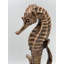 Hippocampe