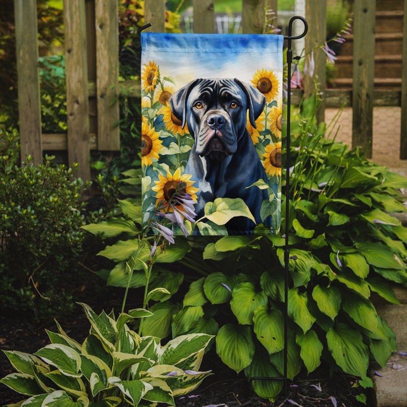Lévrier irlandais dans le drapeau du jardin de tournesols, Cane corso