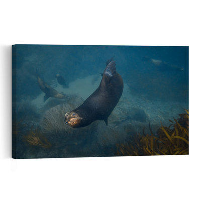 Curious Seals Underwater Contemporary Lion Forest Nature Wall Art Print