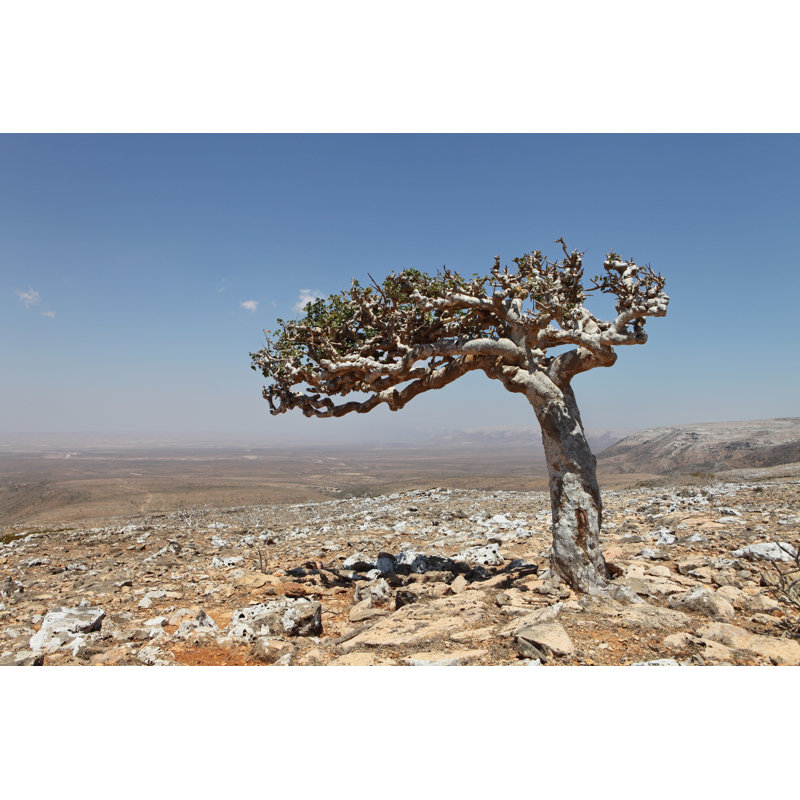Boswellia Tree In Desert by Zanskar - Wrapped Canvas Print, 61cm H x 91cm W