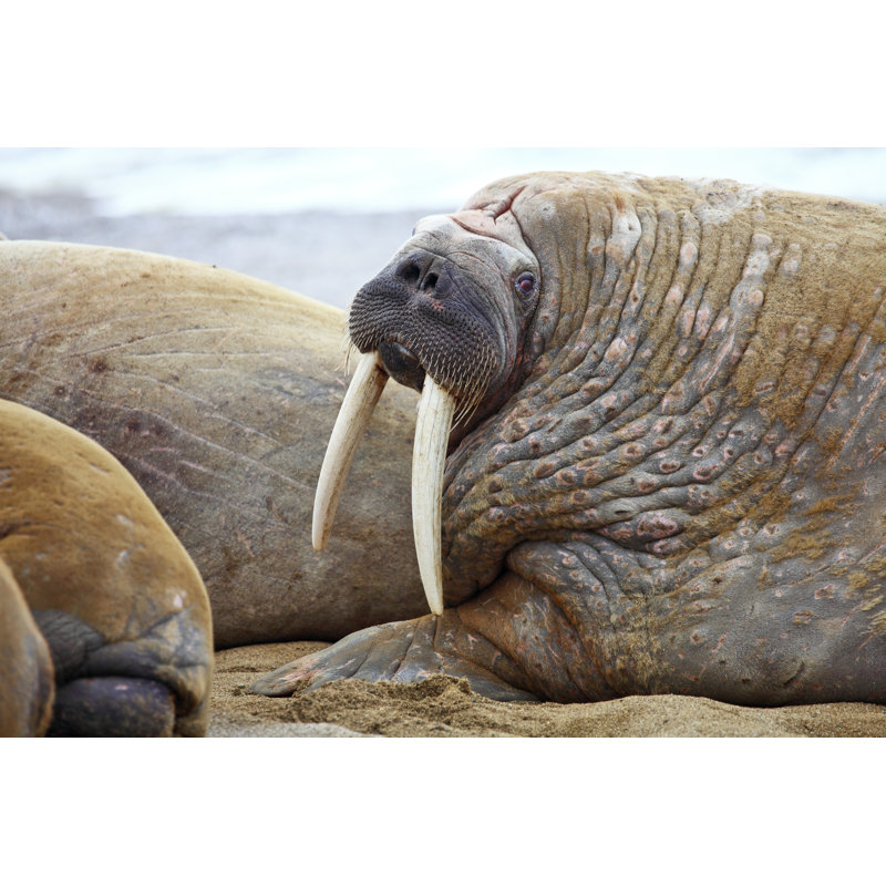 Walrus - Wrapped Canvas Print, 51cm H x 76cm W x 3.8cm D