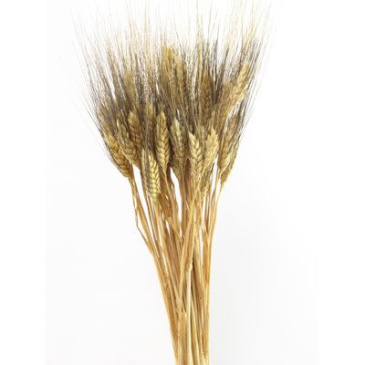 BEARDED WHEAT BUNCH