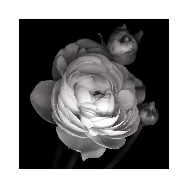 Pink Ranunculus, B&W by Magda Indigo - Wrapped Canvas Print, 30.48 cm H x 30.48 cm W