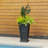 Anastasiya Polyethylene Pot Planter-176986087