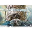 Acrylbild Ahoi Piratenschiff