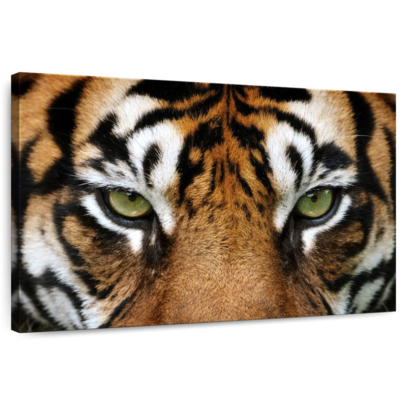Gaze Of A Tiger, 34" H x 51" W