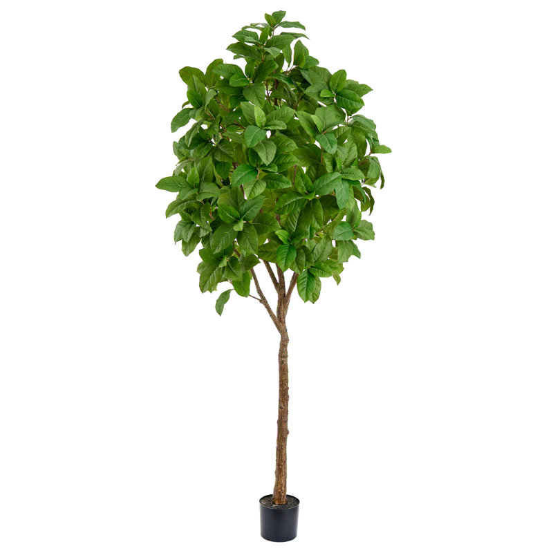 ARBRE 8 'FICUS ELASTICA EN POT