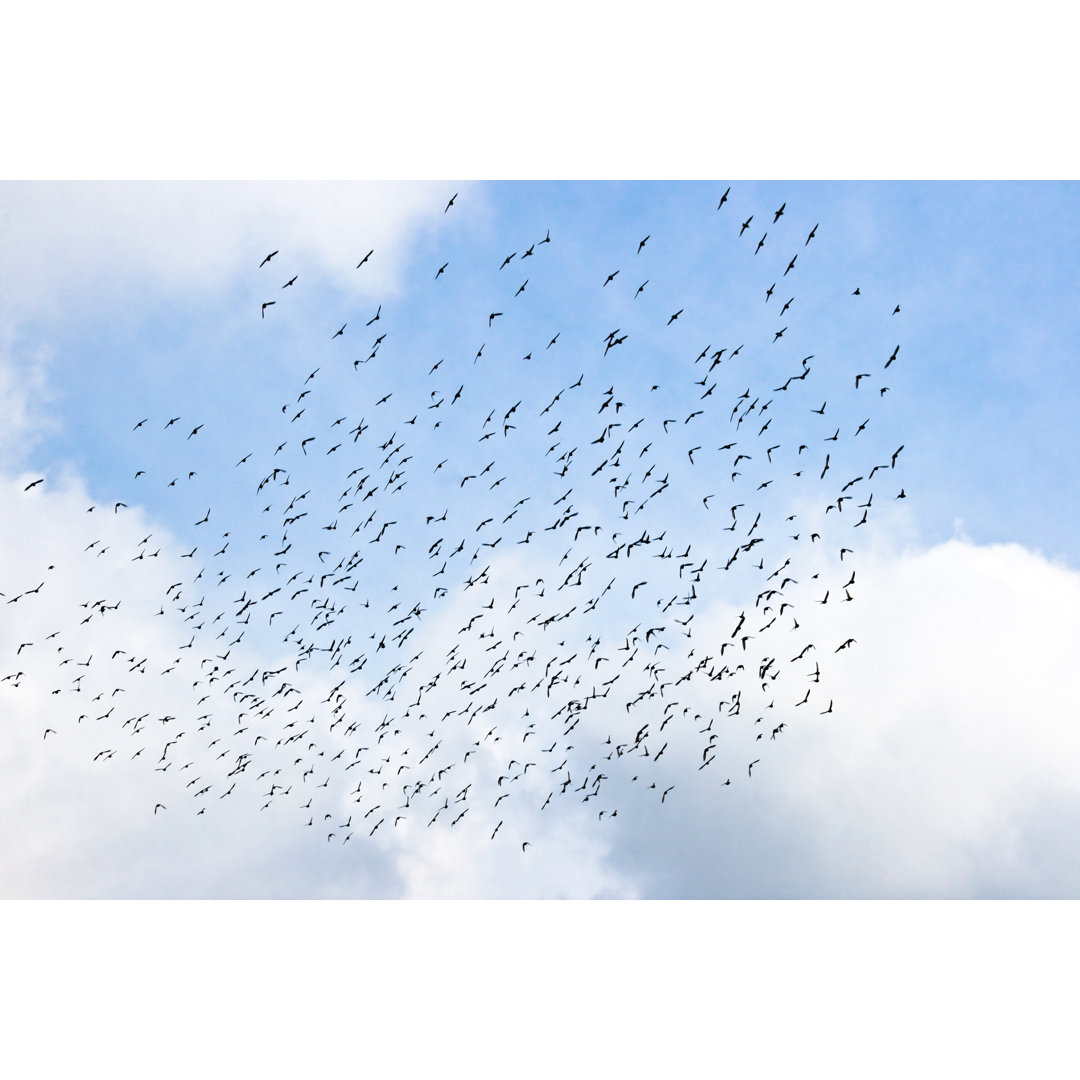 Vögel fliegen in einem blauen Himmel von MoreISO - Leinwandbild