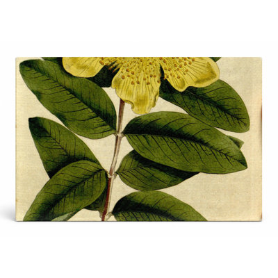 «Curtis's Botanical Magazine, Plate 146», art mural sur toile