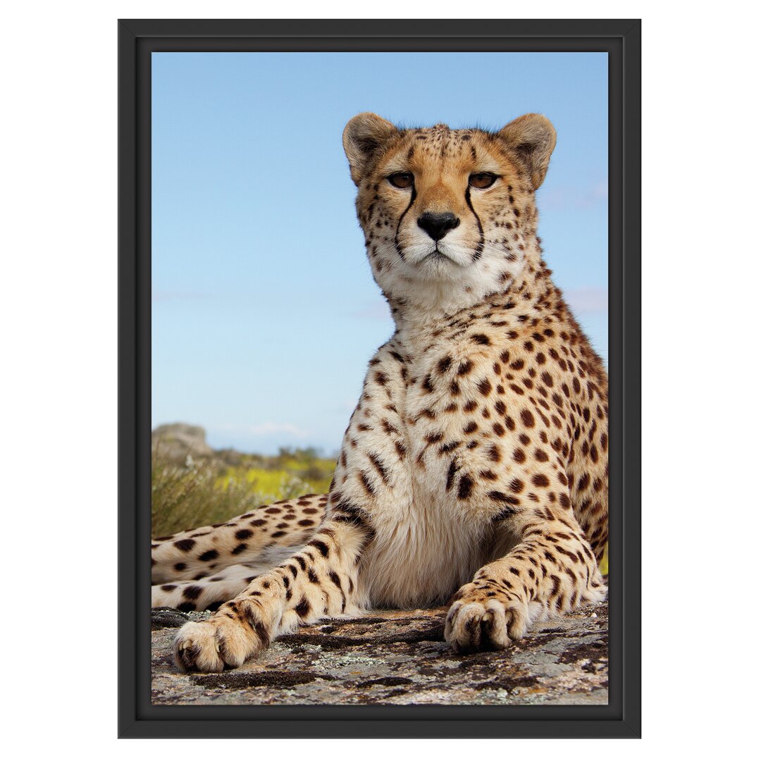 Gerahmtes Wandbild Gepard in Savanne