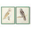 Chouette effraie - reproduction encadrée de qualité supérieure - prête à être accrochée - aucun clou requis - aucun clou requis-1840727195-1840727173