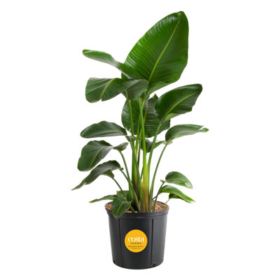 Costa Farms White Bird of Paradise Nursery Plant
